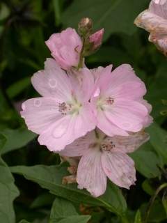 Sidalcea 'Elsie Heugh', inflorescence