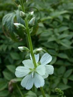 Sidalcea candida, flowers