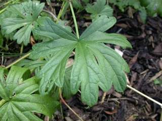 Sidalcea candida, leaf