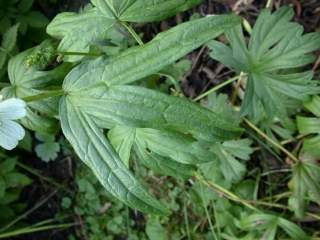 Sidalcea candida, leaf