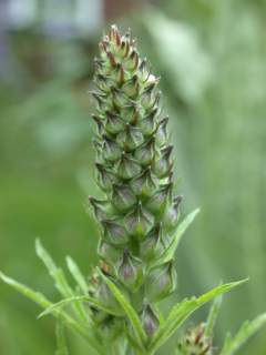 Sidalcea 'Elsie Heugh', immature inflorescence