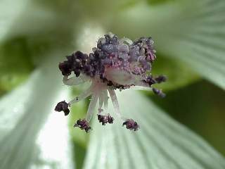 Sidalcea candida, stamens