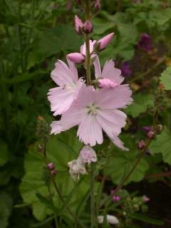 Sidalcea 'Elsie Heugh', inflorescence