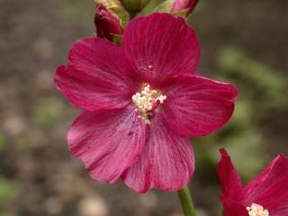 Sidalcea 'Mrs. Borrowdale', flower