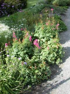 Sidalcea 'Crimson Beauty', in flower