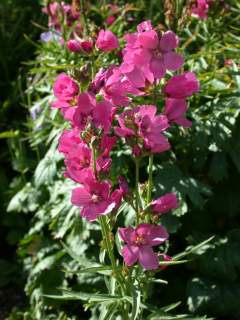 Sidalcea 'Crimson Beauty', inflorescences