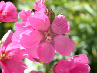 Sidalcea 'Crimson Beauty', flower
