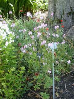 Sidalcea 'Rev. Page Roberts', in flower