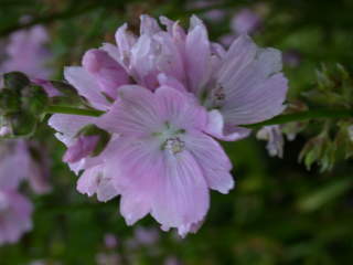 Sidalcea 'Rev. Page Robers', flowers