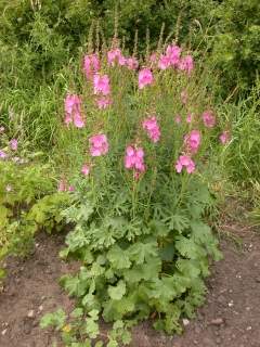 Sidalcea 'Rosebud', in flower