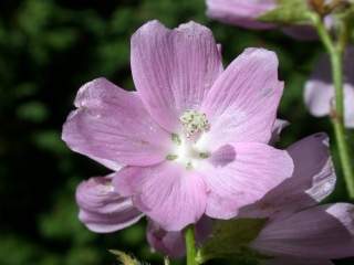 Sidalcea 'Oberon', flower