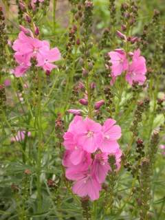 Sidalcea 'Rosebud', inflorescence