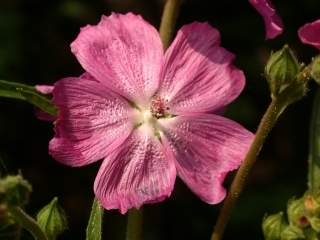 Sidalcea 'Candy Girl', flower