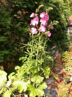 Sidalcea 'Candy Girl', in flower