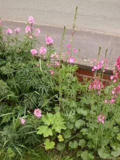 Sidalcea oregana 'Brilliant', in flower