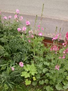 Sidalcea oregana 'Brilliant', in flower