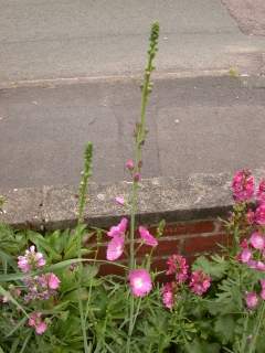 Sidalcea oregana 'Brilliant', inflorescence