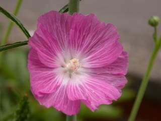 Sidalcea oregana, aberrant (7-petalled) flower