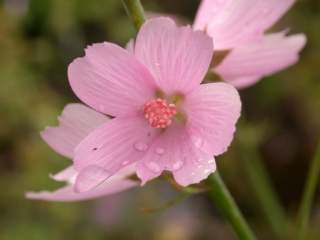 Sidalcea 'Rosaly', flower