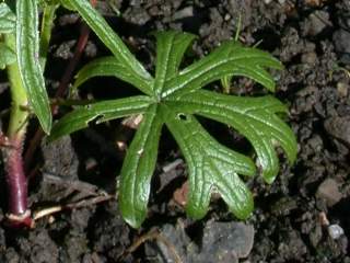 Sidalcea 'Little Princess', floral leaf