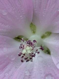 Sidalcea cultivar, eye of flower