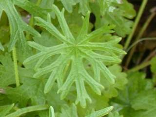 Sidalcea cultivar, leaf