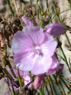 Sidalcea cultivar, flower