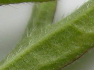 Sidalcea cultivar, leaf hairs