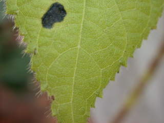 Sparrmannia africana, detail of leaf