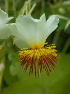 Sparrmannia africana, flower