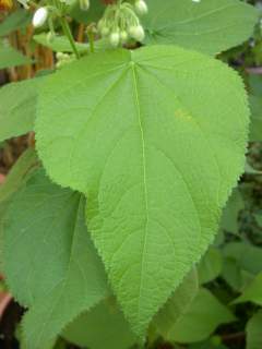 Sparrmannia africana, leaf