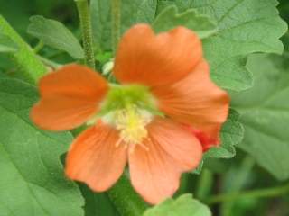 Sphaeralcea incana, flower
