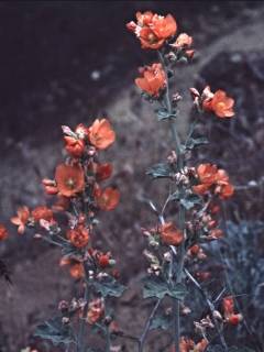 Sphaeralcea munroana, in flower