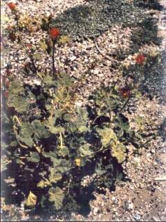 Sphaeralcea orcuttii, in flower