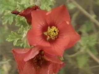 Sphaeralcea munroana, flowers