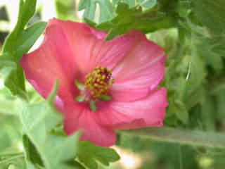 Sphaeralcea munroana, flower