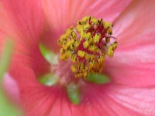 Sphaeralcea munroana, eye of flower