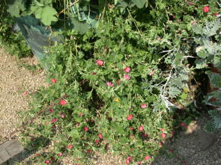 Sphaeralcea munroana, in flower