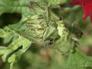 Sphaeralcea munroana, flower buds