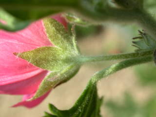 Sphaeralcea munroana, calyx and epicalyx