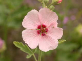 Sphaeralcea x hybrida 'Los Brisas', flower