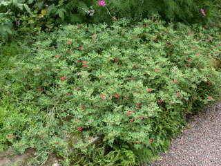 Sphaeralcea munroana, in flower
