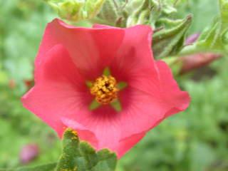 Sphaeralcea munroana, flower