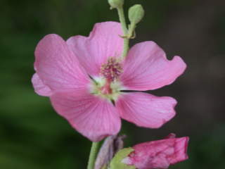 Sphaeralcea x hybrida 'Los Brisas', flower