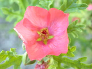 Sphaeralcea munroana, flower