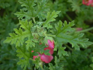 Sphaeralcea munroana, flowers