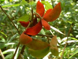 Sterculia lanceolata, fruits