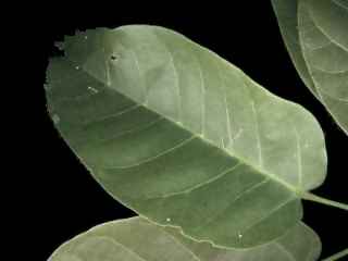 Sterculia quadrifida, leaf