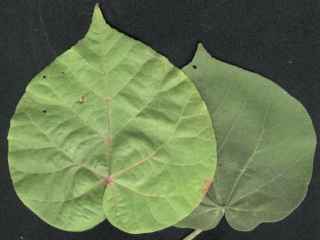 Talipariti tiliaceum, leaves