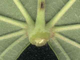 Talipariti tiliaceum, nectary